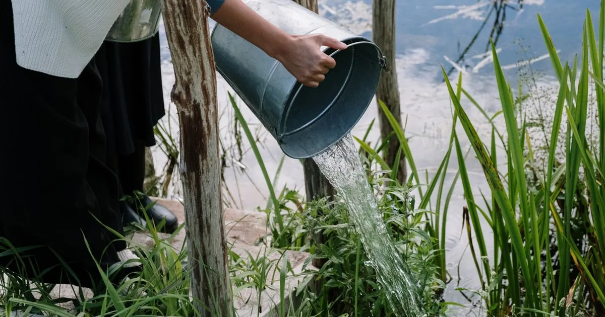 Water being poured out of a metal bucket at the edge of a garden pond