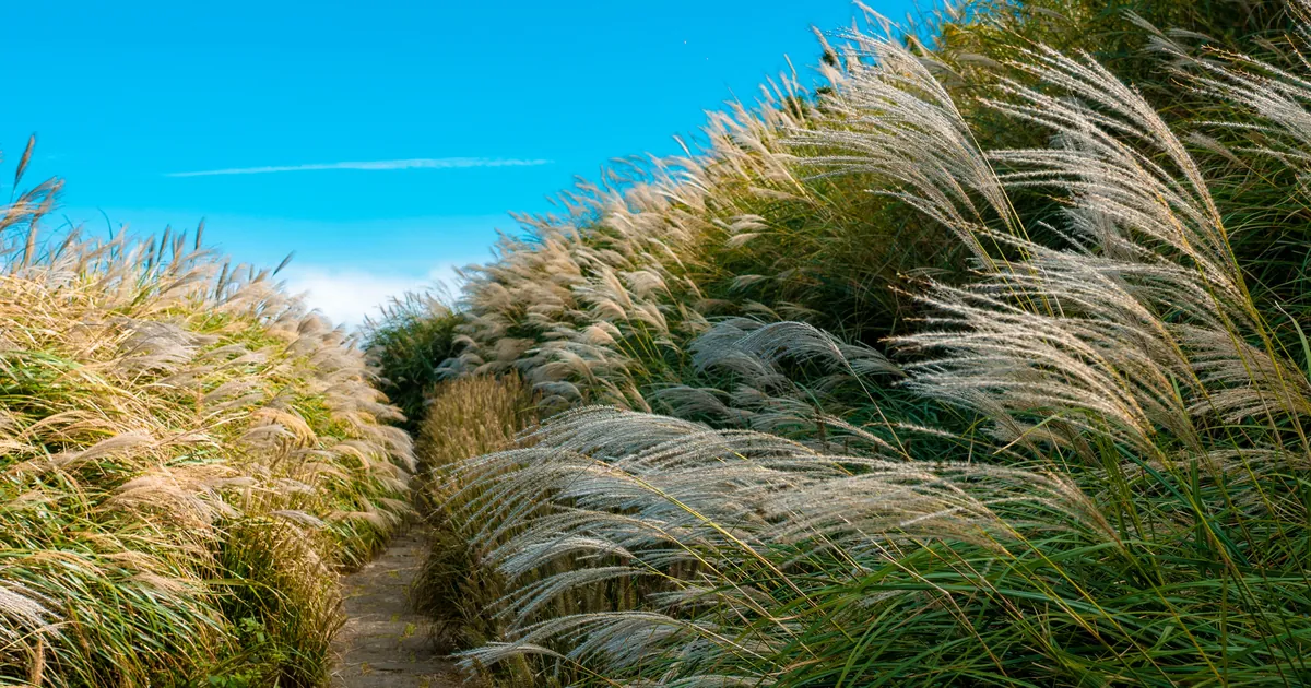 A footpath through tall grass in low sun, classic chigger terrain