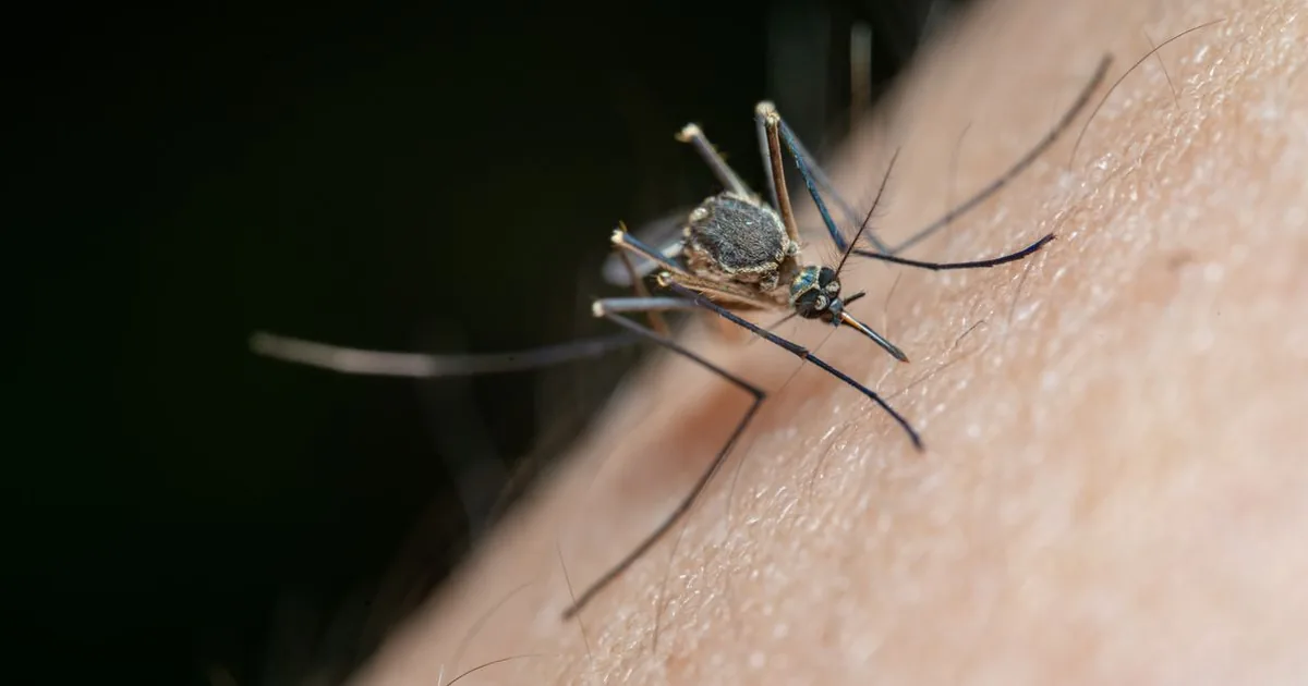 A mosquito landing on human skin