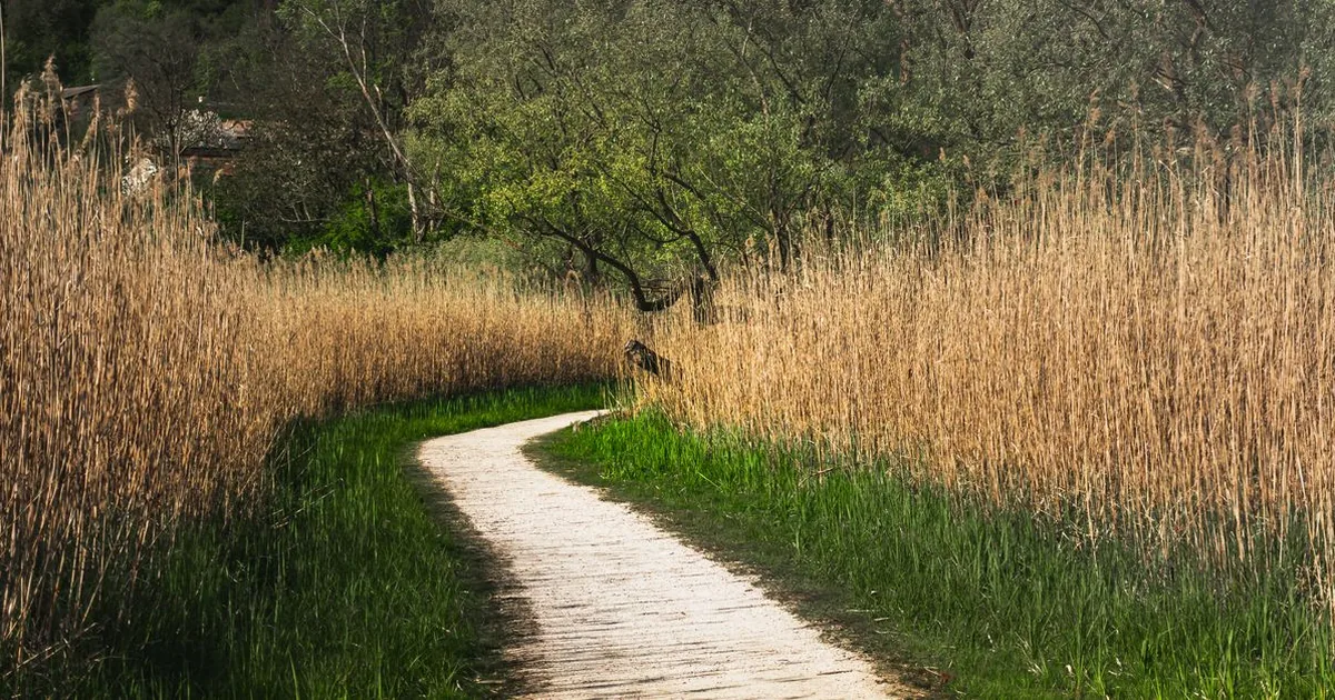 A narrow footpath cutting through tall grass, the kind of grassy edge habitat where ticks live