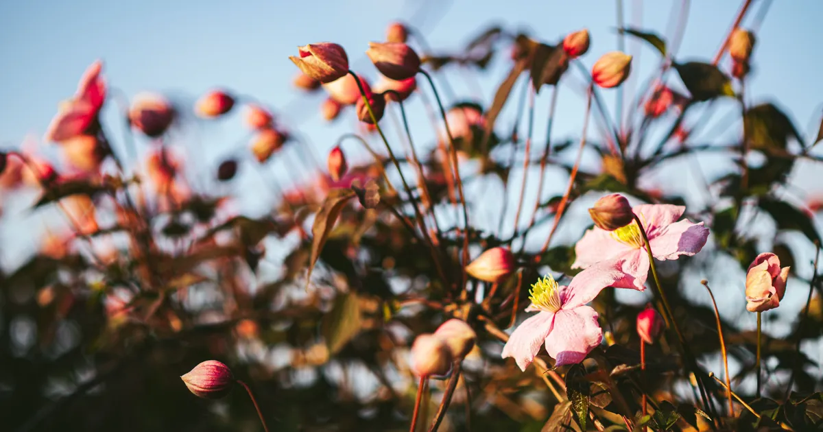 A garden in golden-hour light, the hour gnat swarms gather