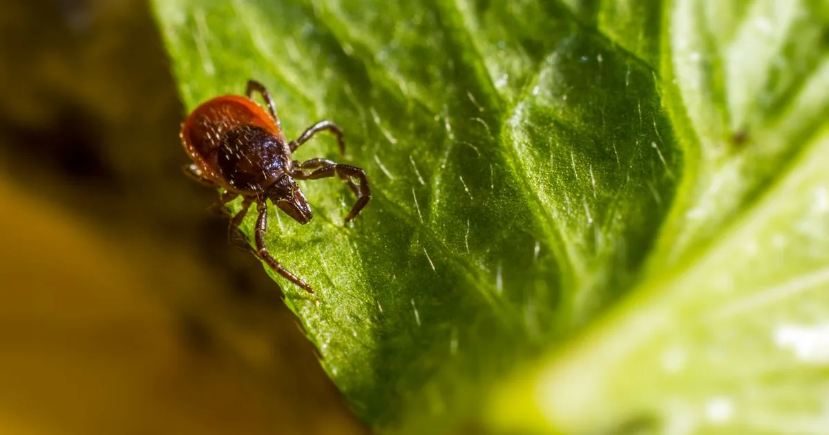 A tick in close-up on the edge of a green leaf