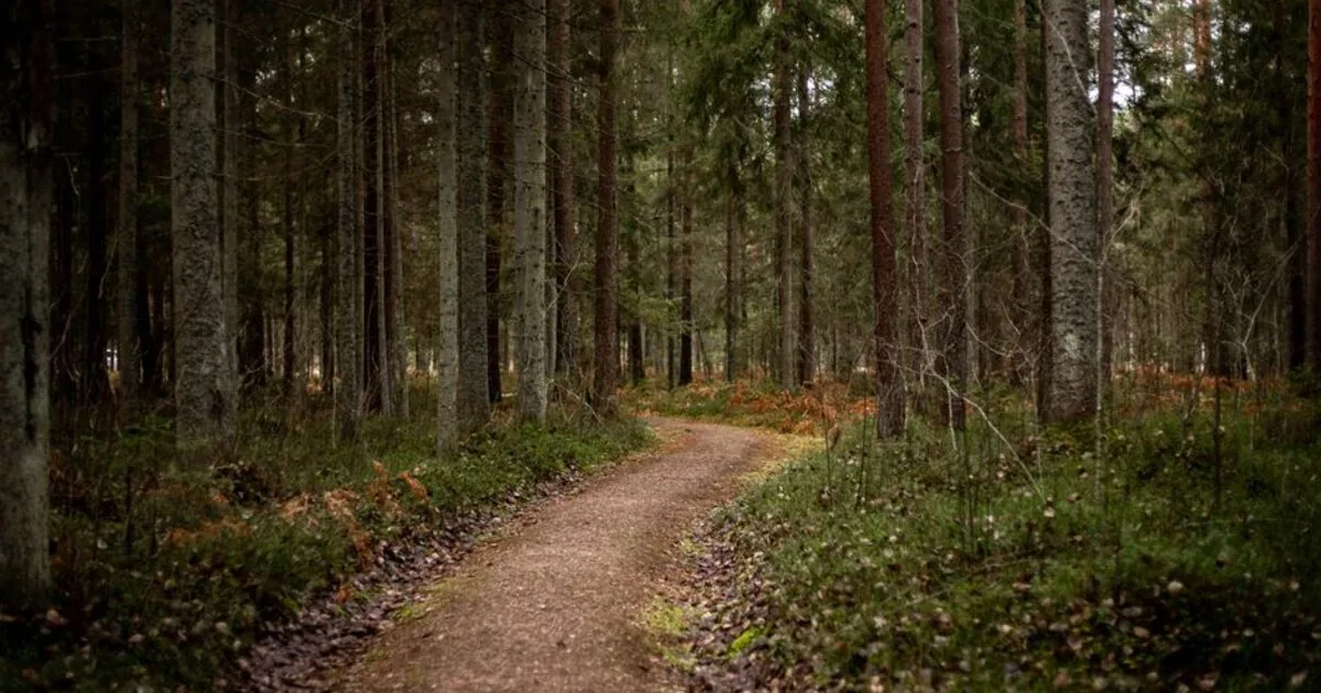 A trail through a dense stand of tall trees