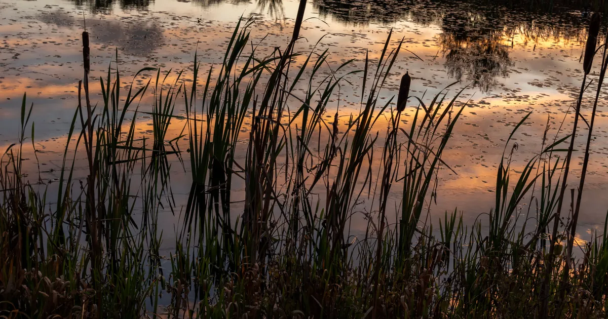A still lake at sunset with silhouetted reeds, the damp shoreline habitat where biting midges breed