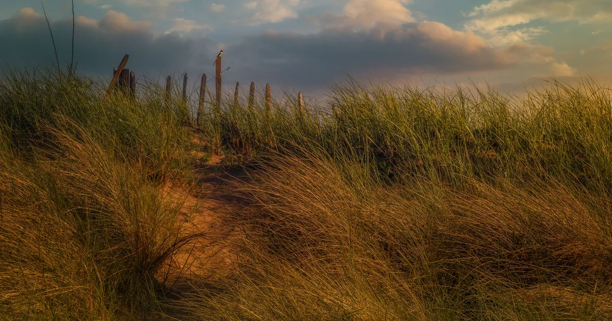 Coastal sand dunes with tall grass under a dramatic sky