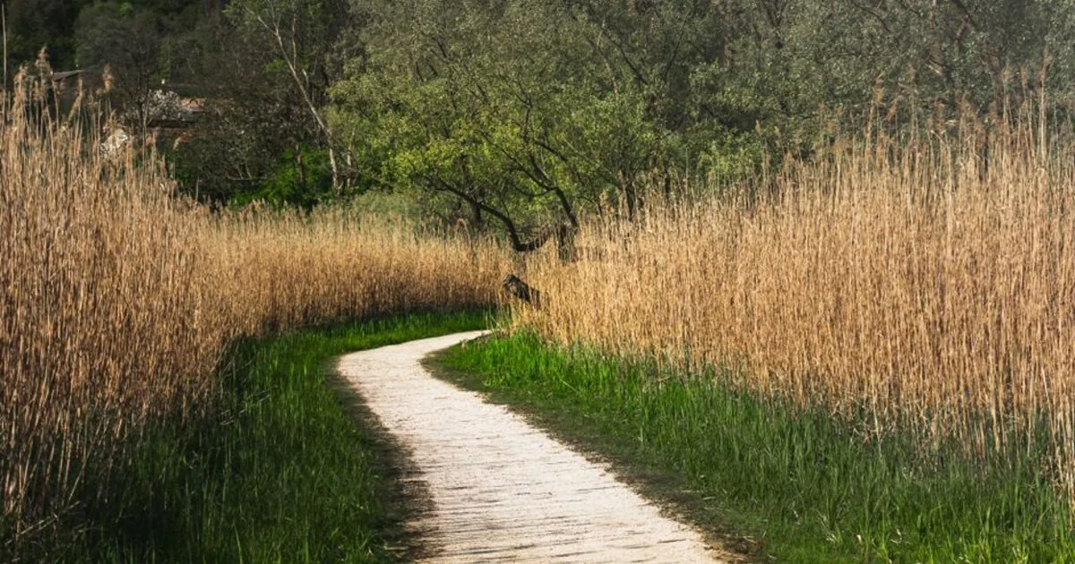 A narrow path winding through tall grass and reeds