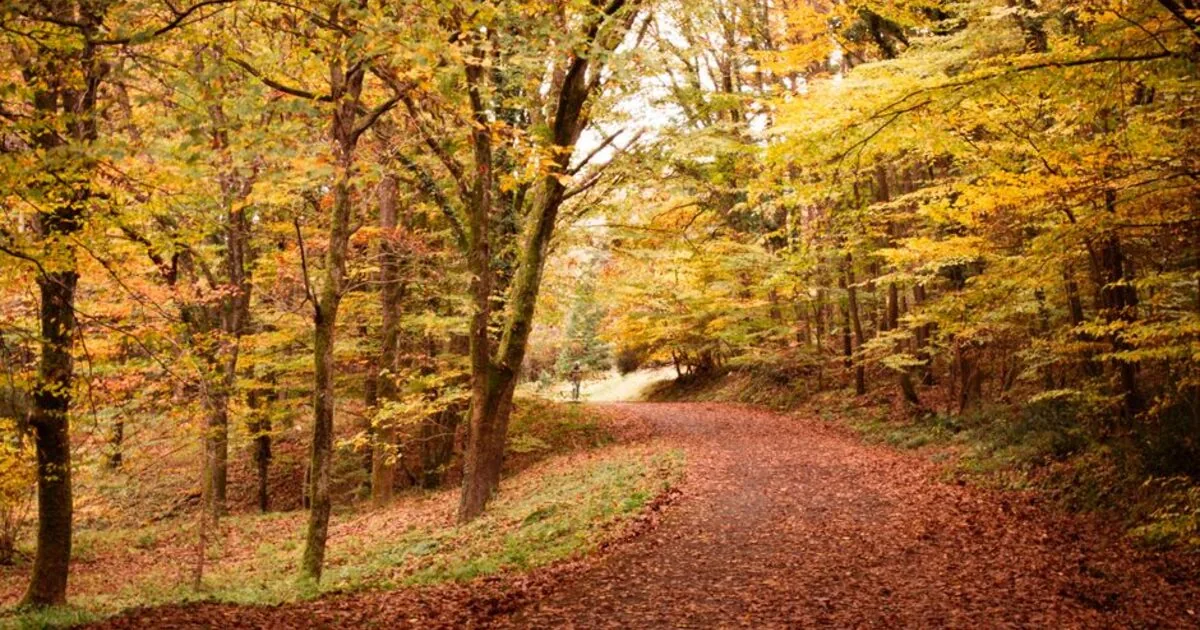 A forest path covered in autumn leaves