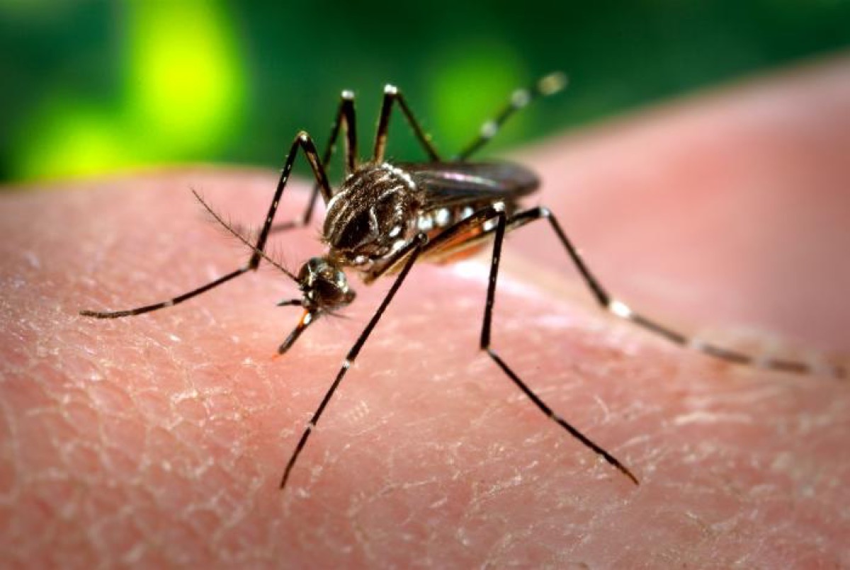 Aedes aegypti mosquito, a yellow fever, dengue and Zika vector, feeding on human skin