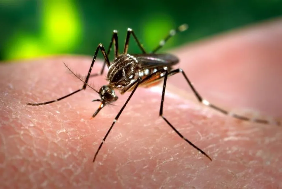 Aedes aegypti mosquito, a yellow fever, dengue and Zika vector, feeding on human skin
