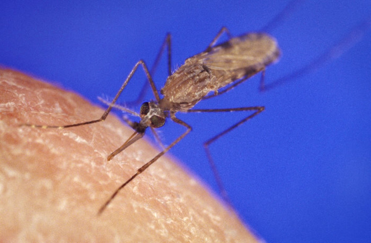 Anopheles mosquito, the malaria vector, feeding on skin in its tail-up posture