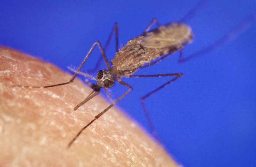 Anopheles mosquito, the malaria vector, feeding on skin in its tail-up posture