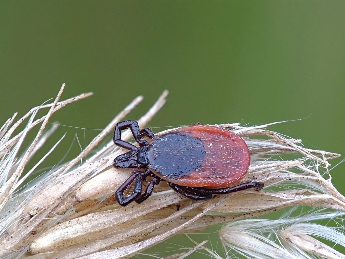 Castor bean tick, Ixodes ricinus, questing on a dry grass stem