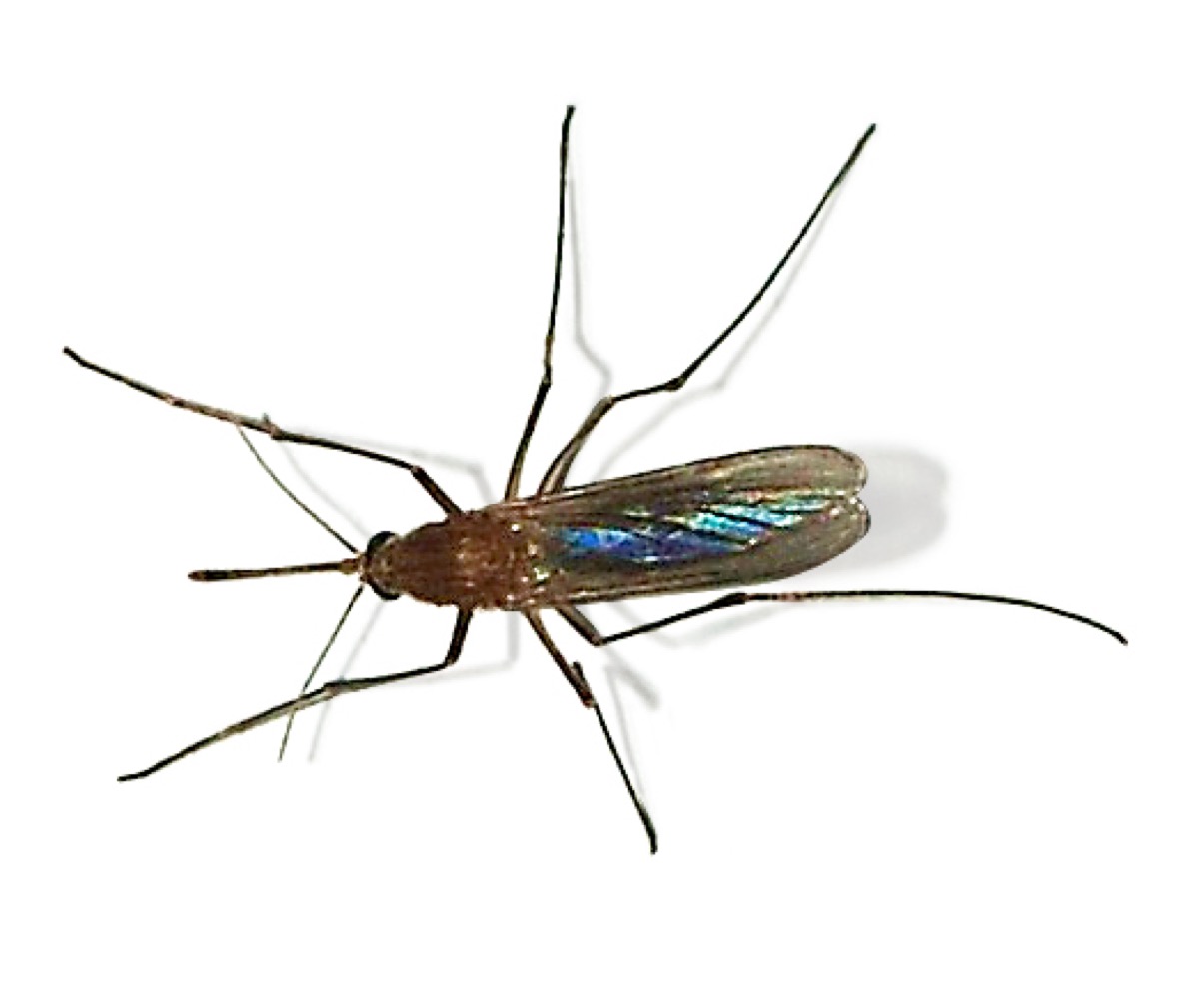 Culex mosquito, the common house mosquito and a West Nile virus vector