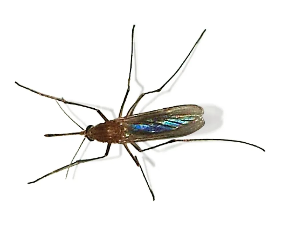 Culex mosquito, the common house mosquito and a West Nile virus vector