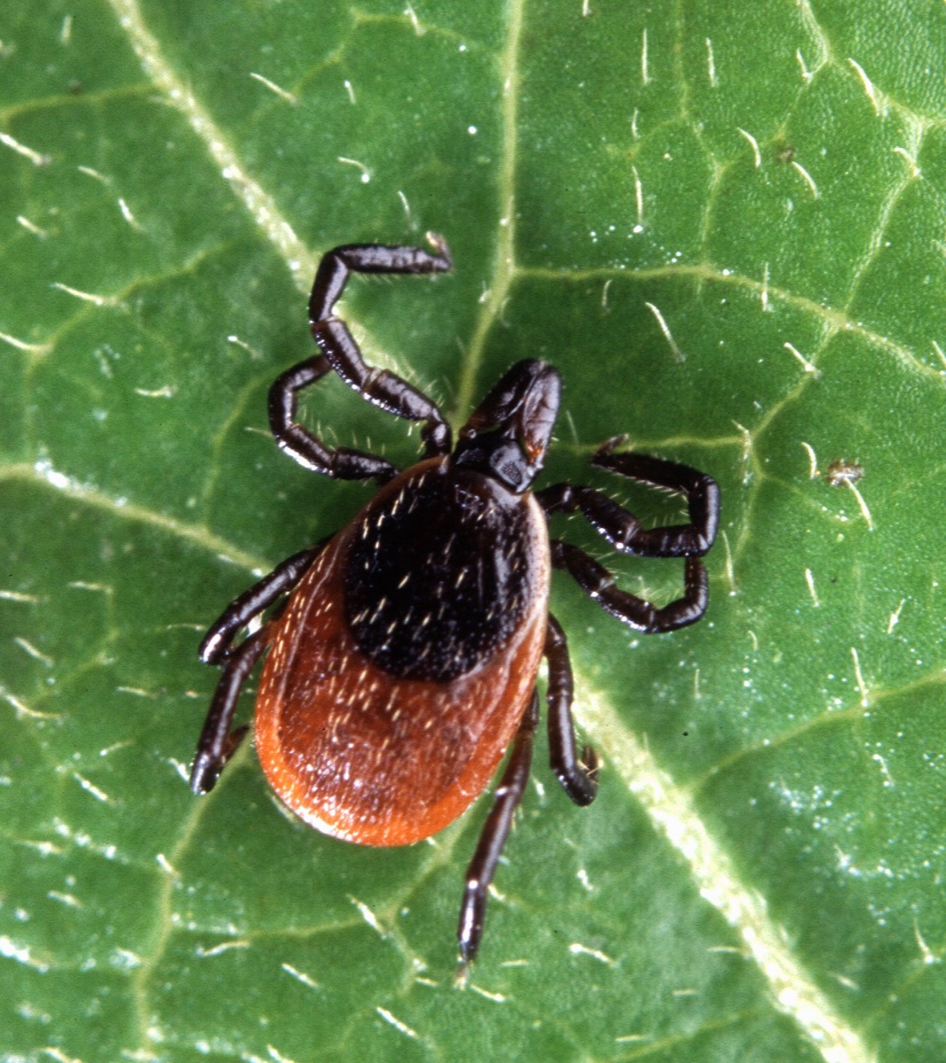 Blacklegged deer tick, Ixodes scapularis, on a green leaf