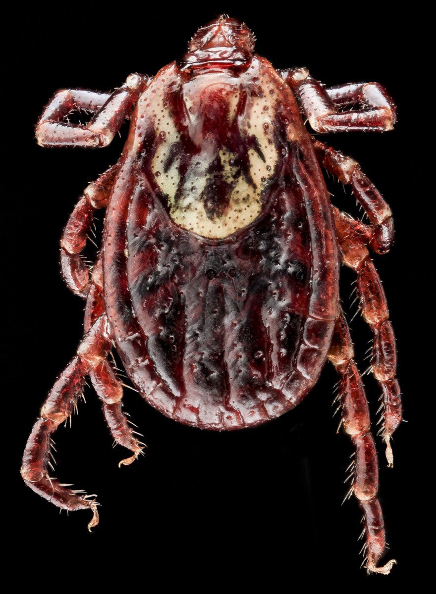 American dog tick, Dermacentor variabilis, with its ornate patterned shield