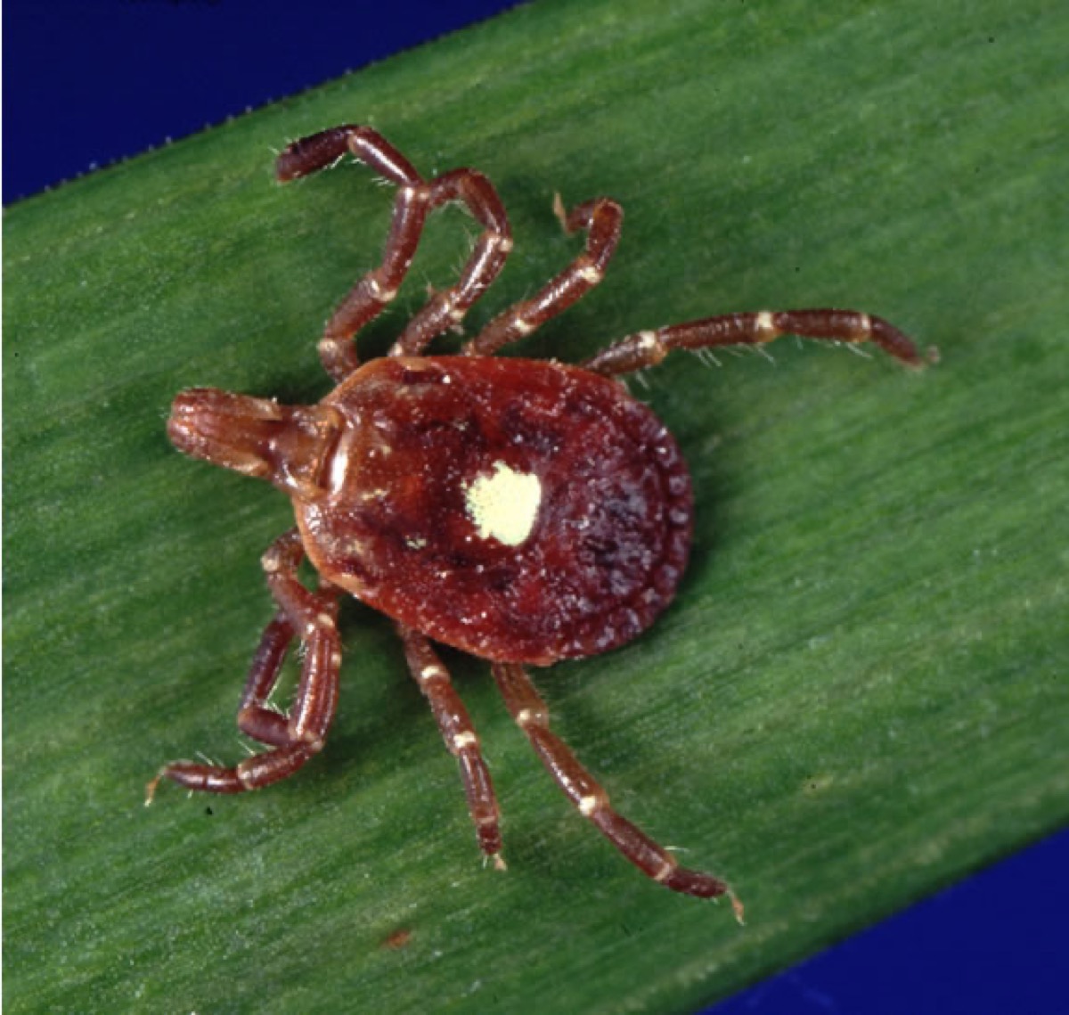 Female lone star tick, Amblyomma americanum, with the single white dot on its back